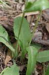 Twoflower dwarfdandelion